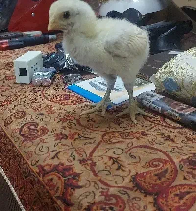 جوجه لاری|حیوانات مزرعه|مشهد, هفده شهریور|دیوار