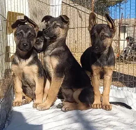 سگ ژرمن شولاین|سگ|تهران, سردارجنگل|دیوار