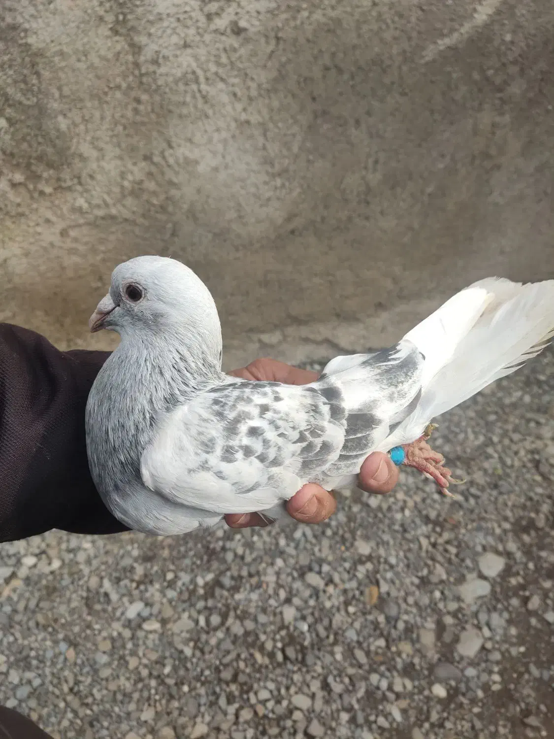 شامی وساده چپ و خال سر|پرنده|علیآباد کتول, |دیوار