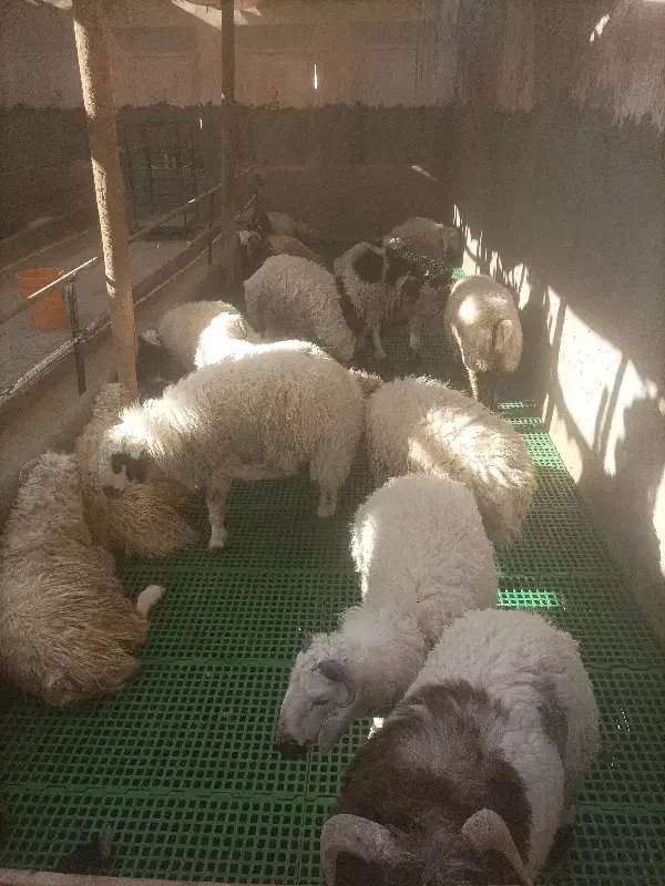 بره نر جوان جهت نذر و عقیقه و داشتی|حیوانات مزرعه|اشکذر, |دیوار