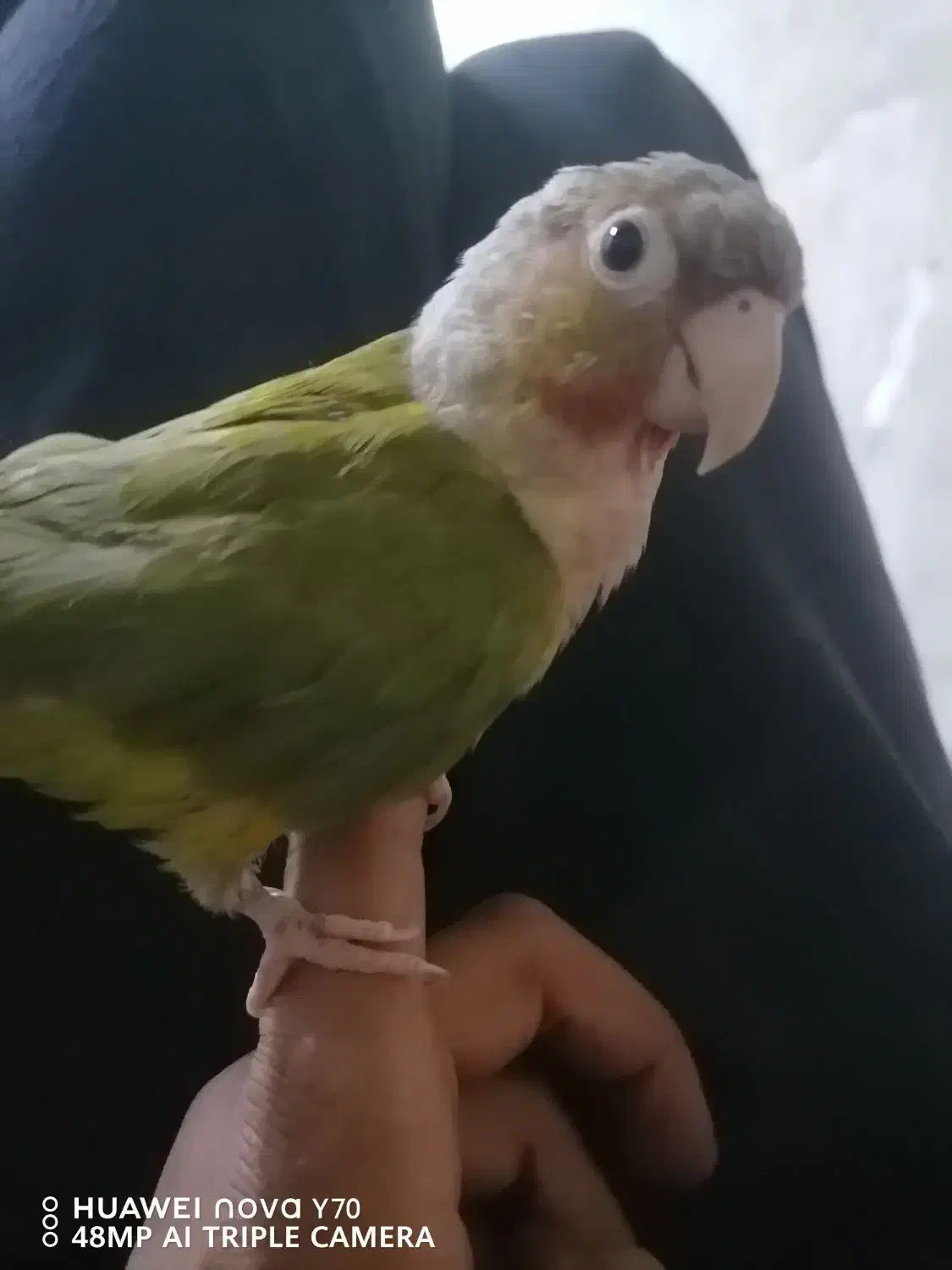 طوطی گرینچیگ رام داره ریز خونی میکنه|پرنده|کرمان, |دیوار