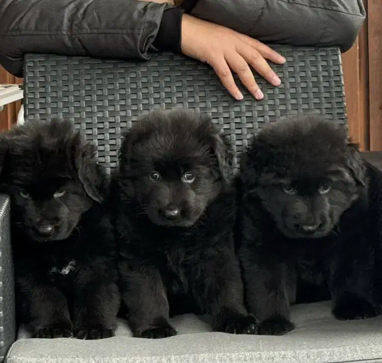 ژرمن|سگ|تهران, پاسداران|دیوار