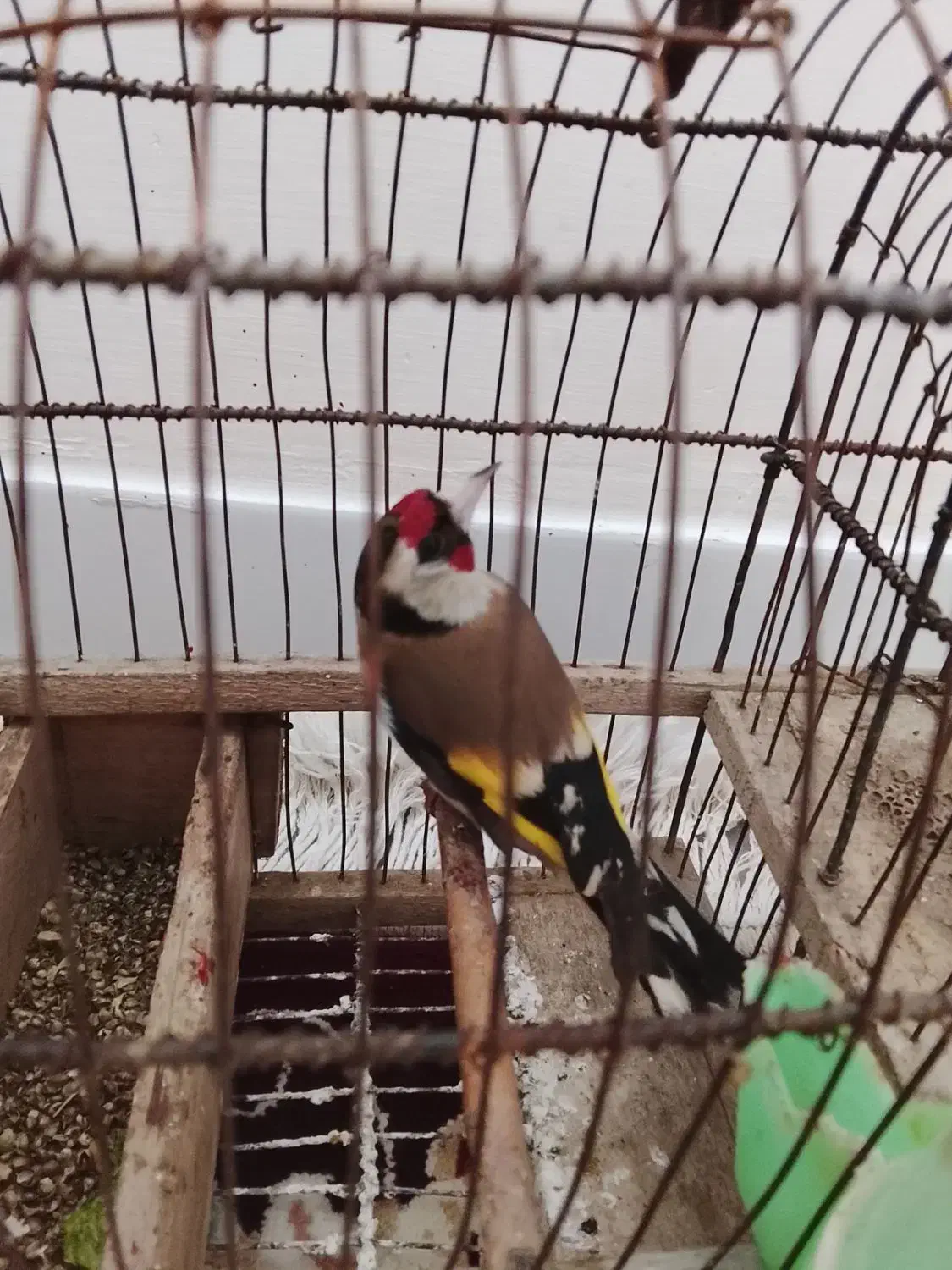 سهره|پرنده|تویسرکان, |دیوار