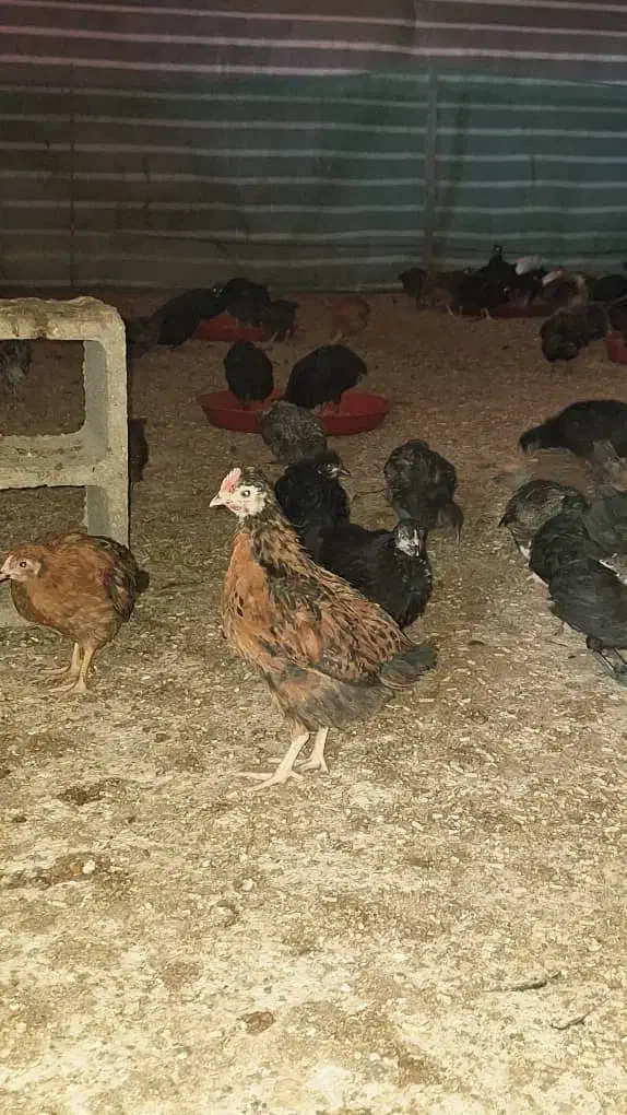 پرورش وفروش مرغ محلی|حیوانات مزرعه|شیراز, گویم|دیوار