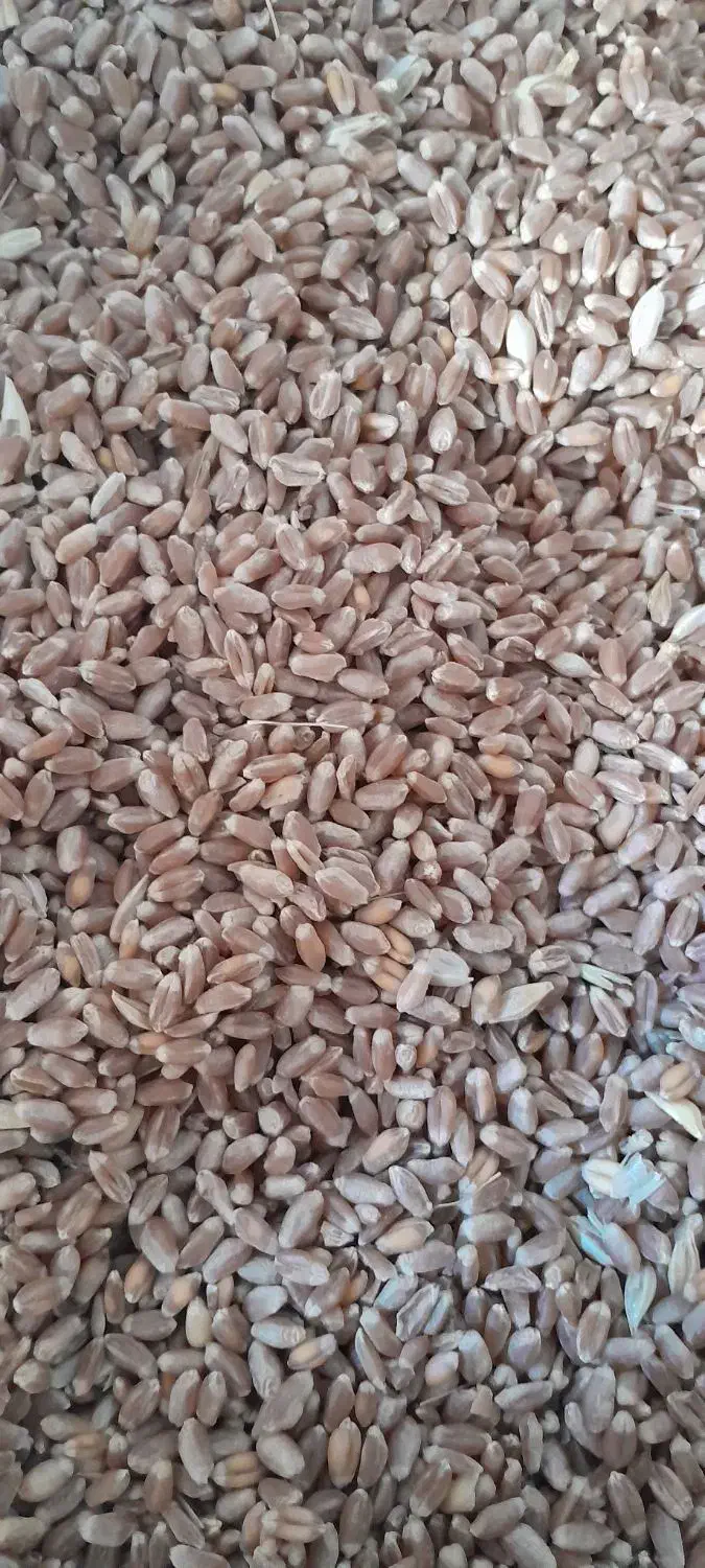 گندم آبی|خدمات باغبانی و درختکاری|تویسرکان, |دیوار