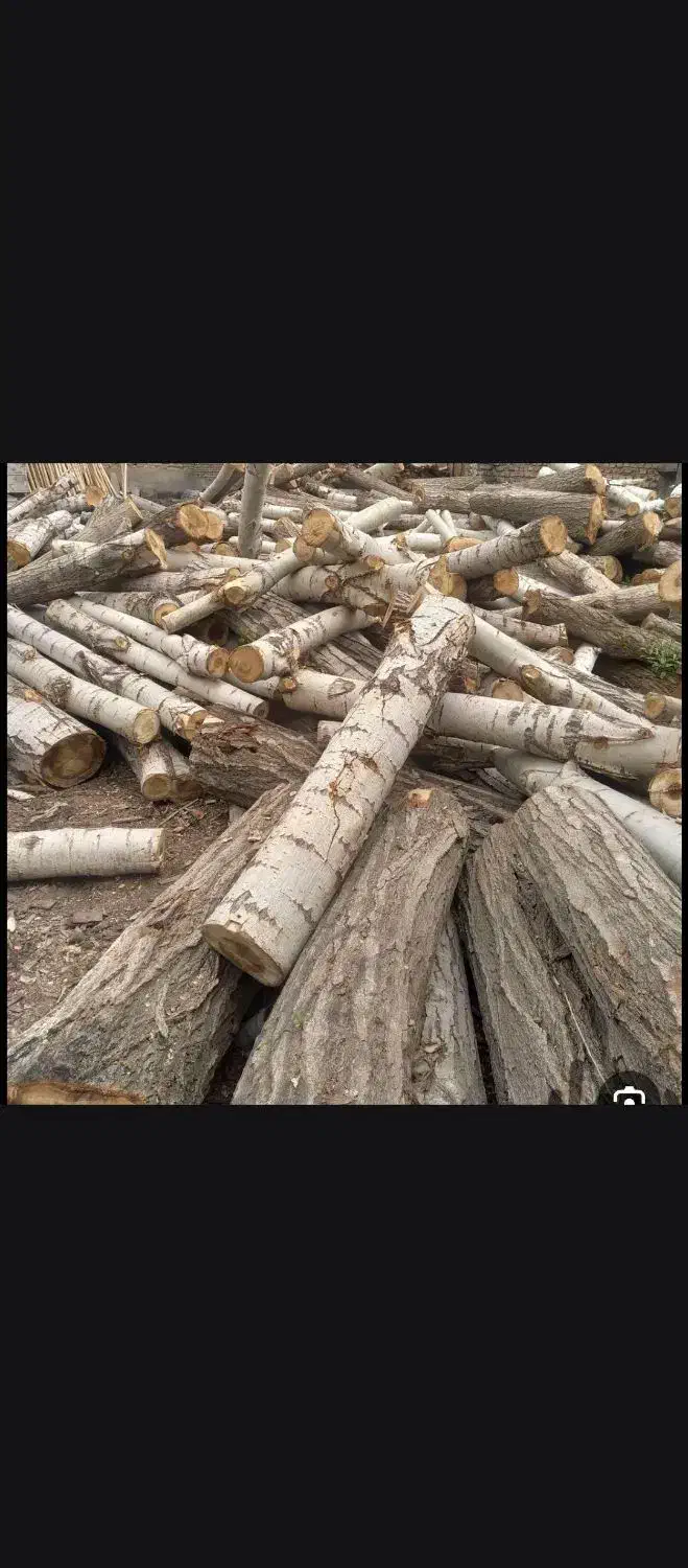 چوب|خدمات باغبانی و درختکاری|مشگین شهر, |دیوار