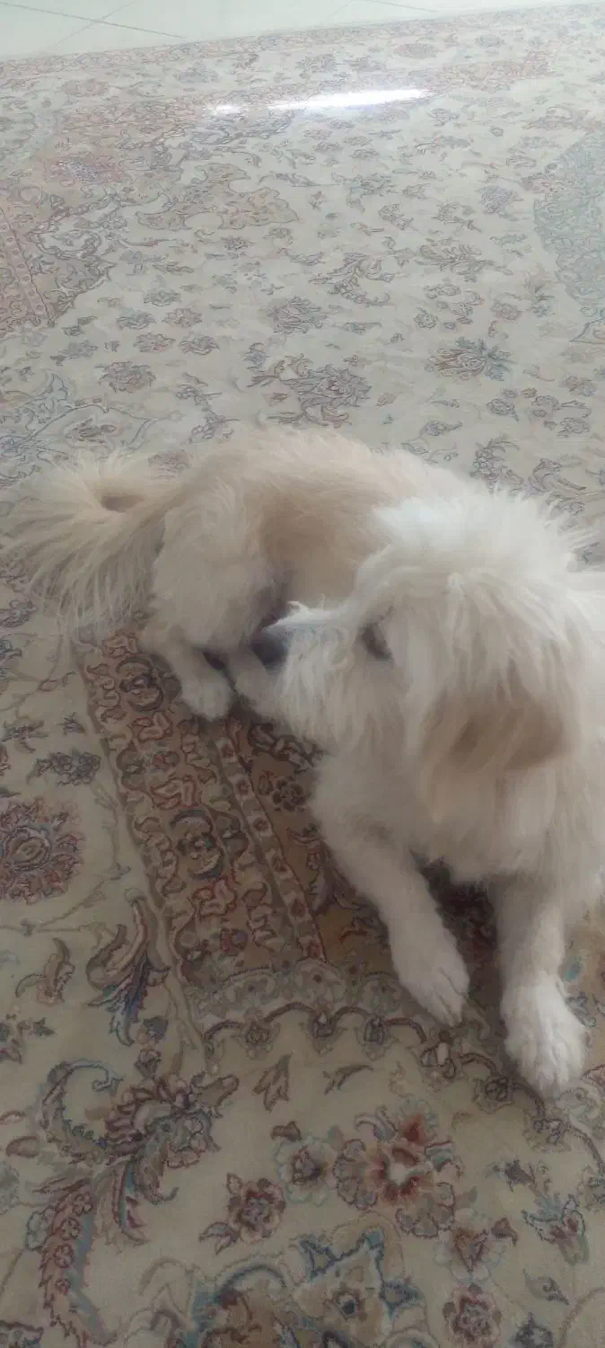 سگ آپارتمانی|سگ|فولادشهر, مسکن مهر فولادشهر|دیوار