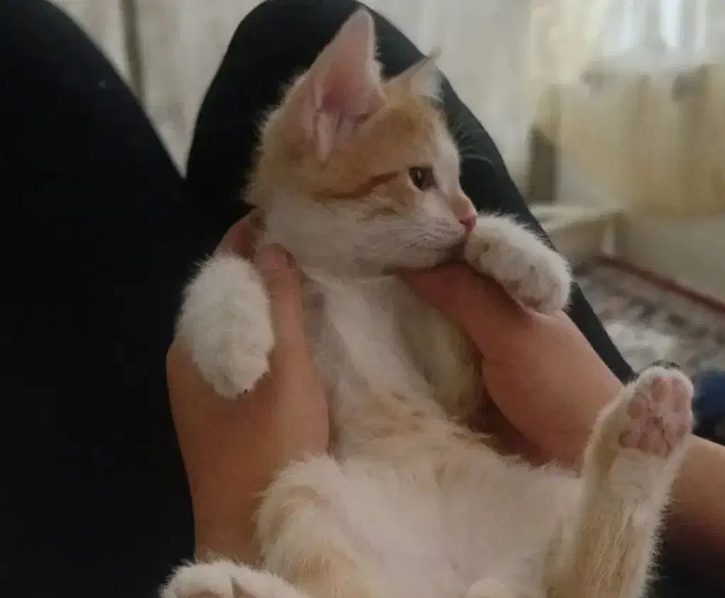 گربه نر ۳ ماهه|گربه|سنقر, |دیوار