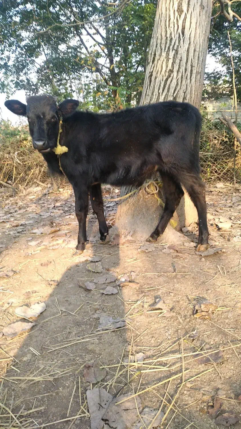 ورزا کوله سیاه دوتا چالوسی ومیزان|حیوانات مزرعه|رشت, حومه رشت|دیوار