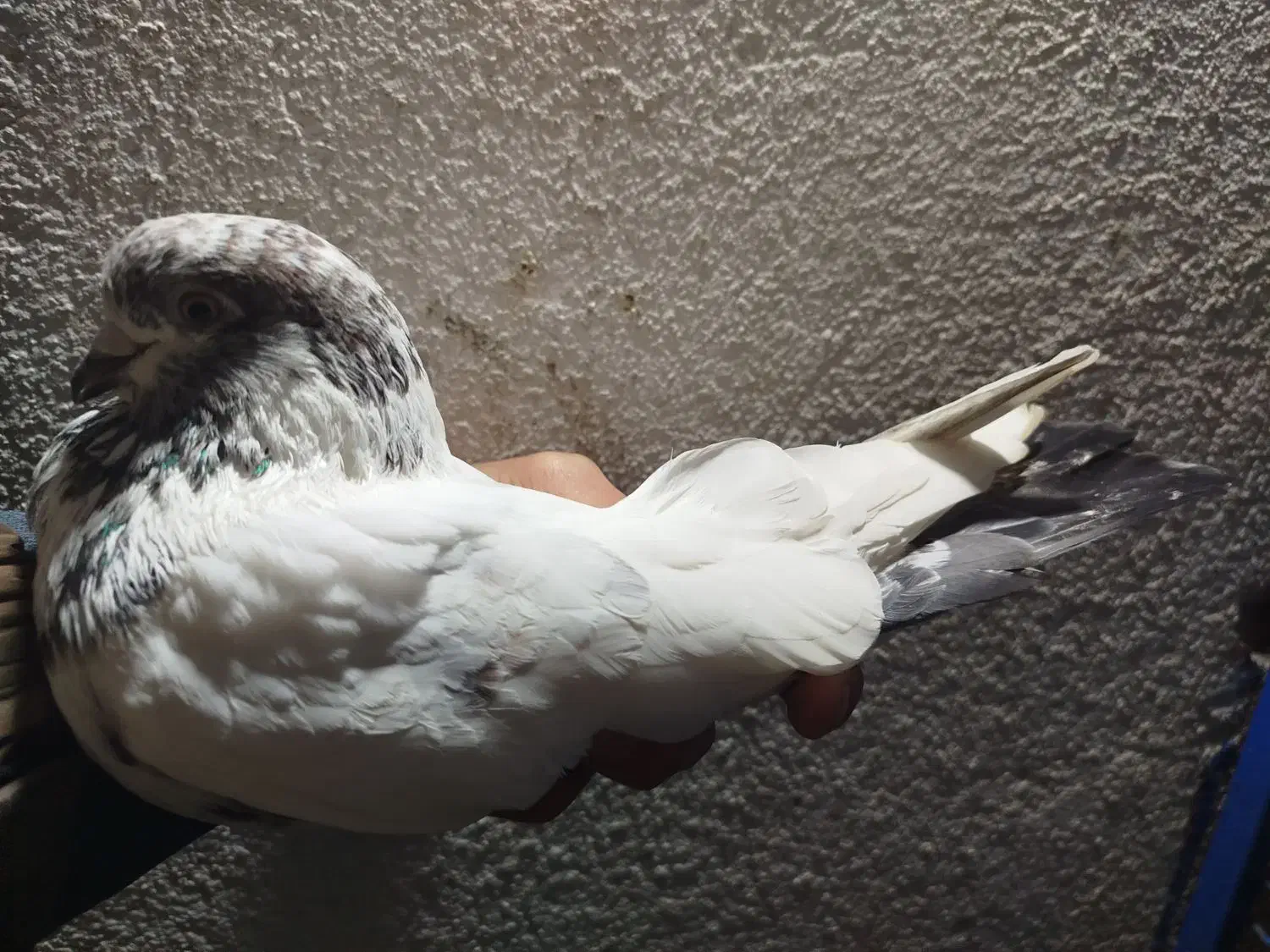 کبوتر جوجه کشی|پرنده|لنگرود, |دیوار