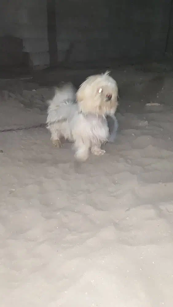 سگ شیتزو|سگ|کهنوج, |دیوار