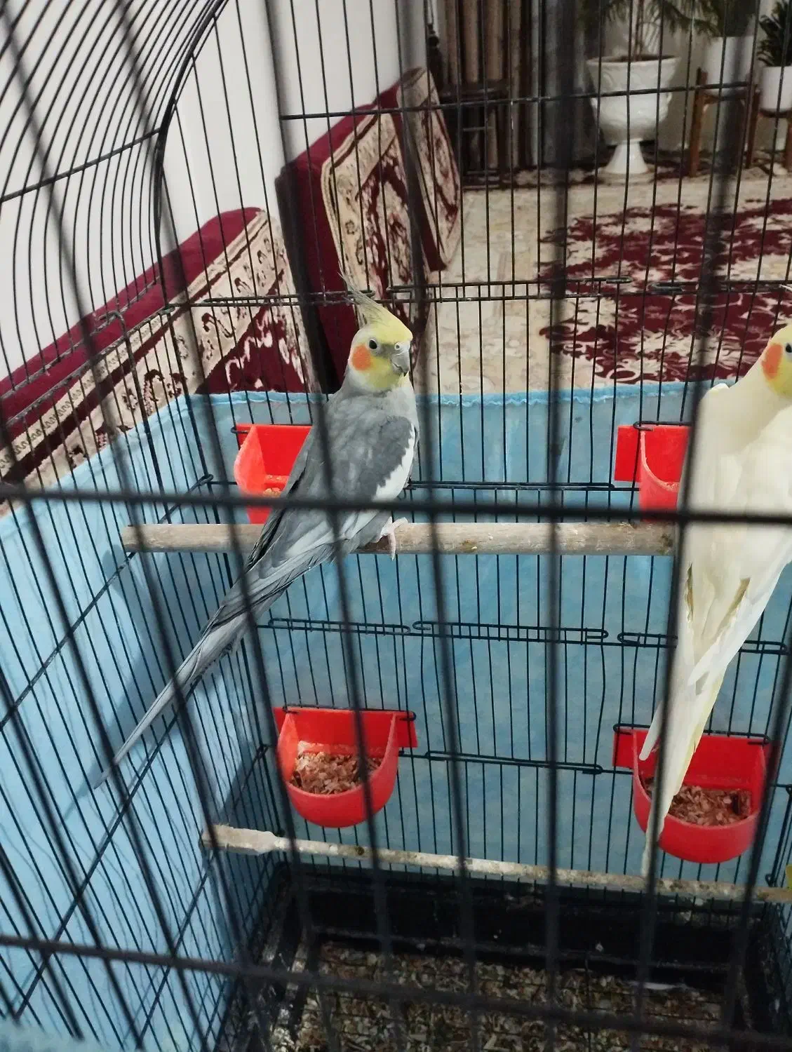 عروس هلندی جفت|پرنده|مشهد, شهید علی محمدی|دیوار