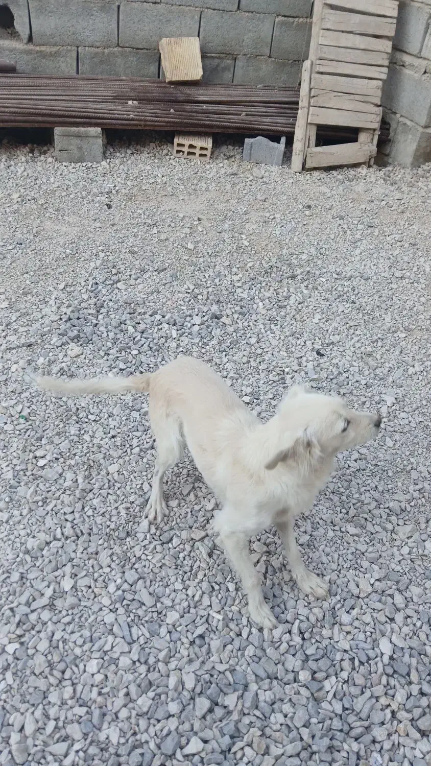 سگ پاسی خانگی|سگ|لردگان, |دیوار