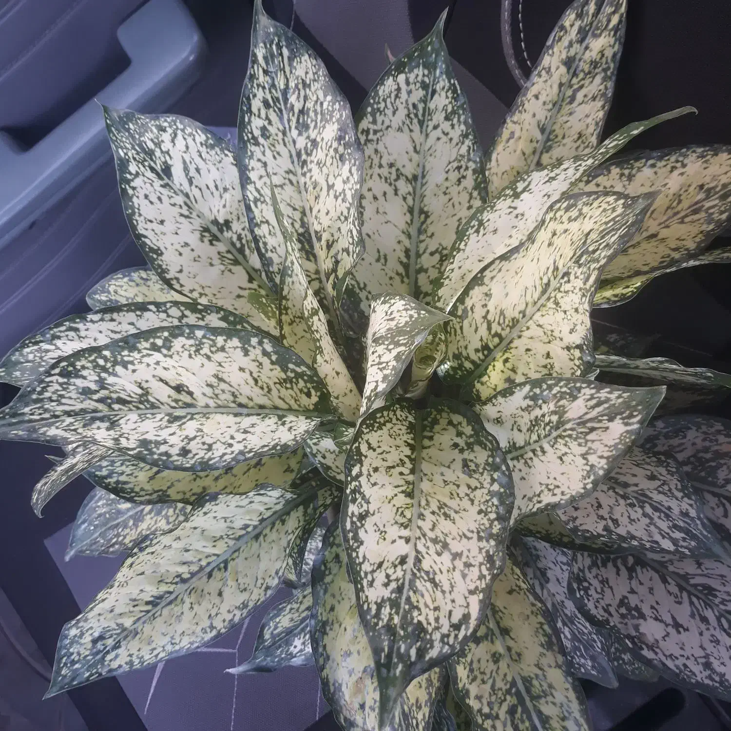 آگلونمای برفی|گل و گیاه طبیعی|مشهد, شاهد (شهرک غرب)|دیوار