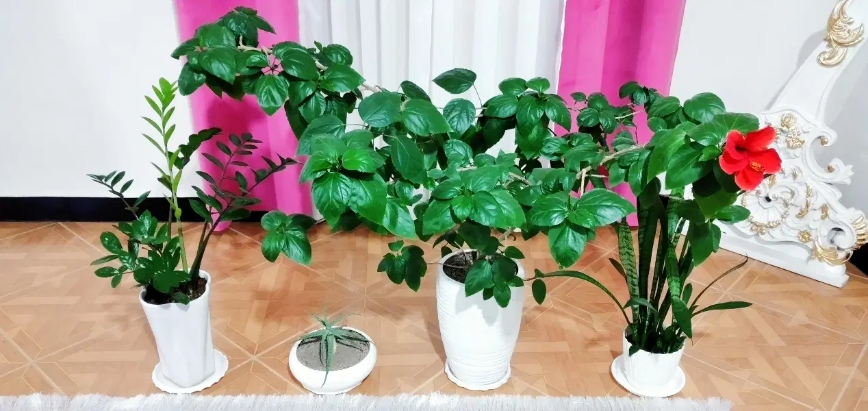 گل چینی|گل و گیاه طبیعی|باغستان, |دیوار