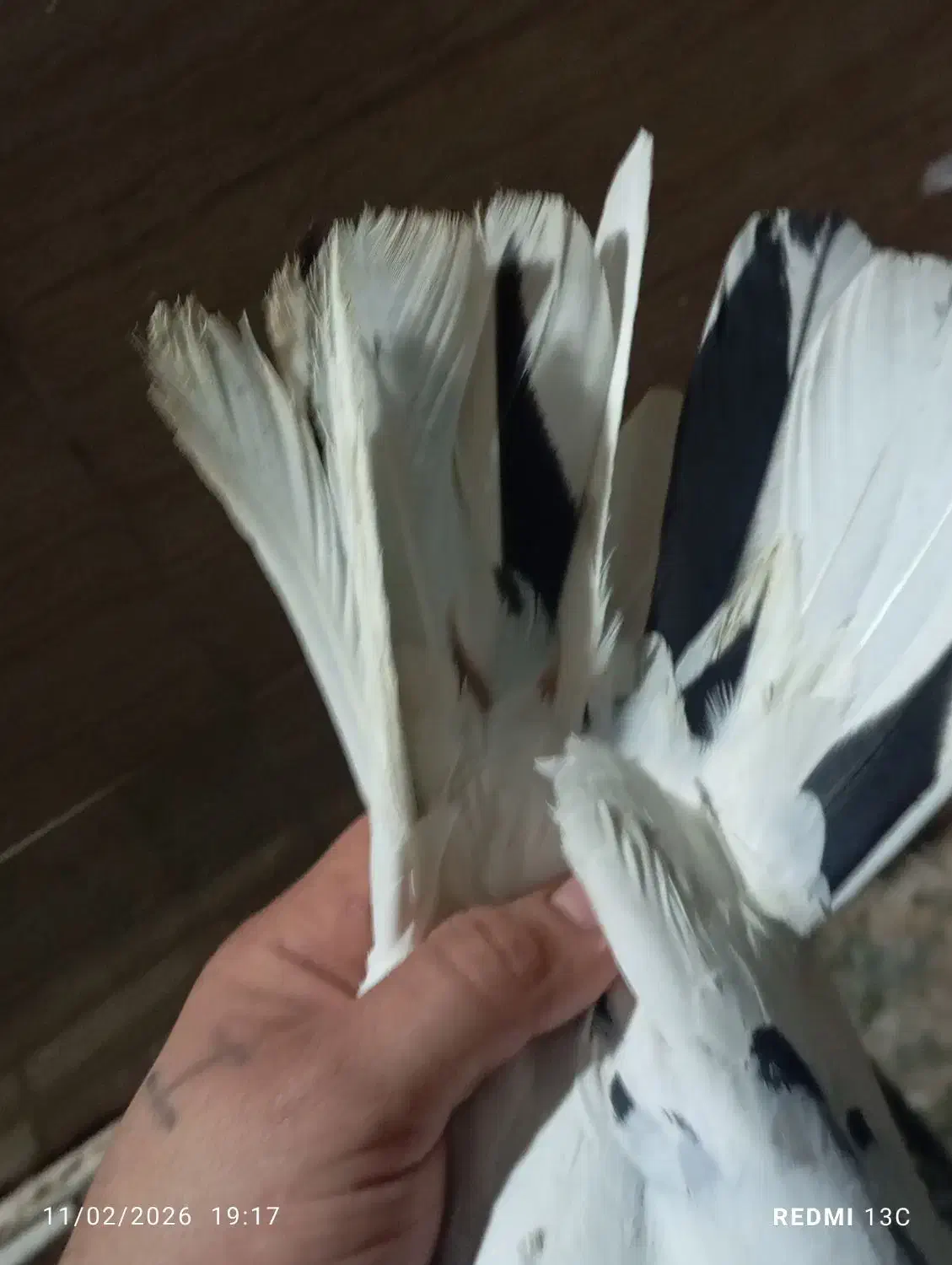 شادگان|پرنده|شادگان, |دیوار