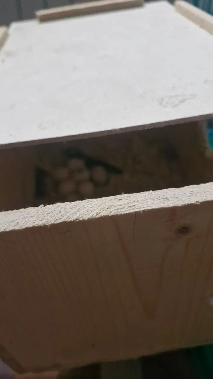 یک جفت عروس هلندی با قفس|پرنده|رشت, بلوار گیلان|دیوار