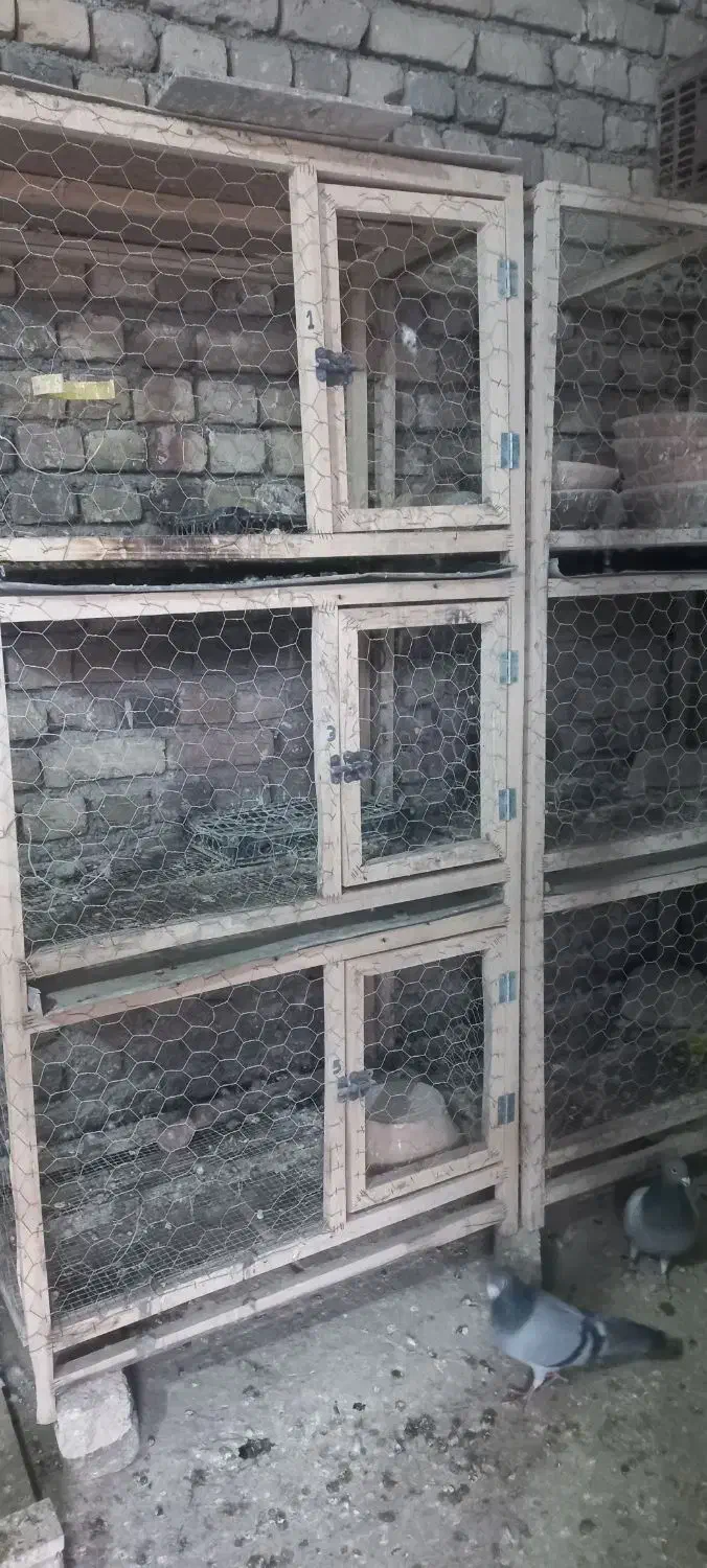 جفت کن کبوتر|لوازم جانبی حیوانات|تاکستان, |دیوار