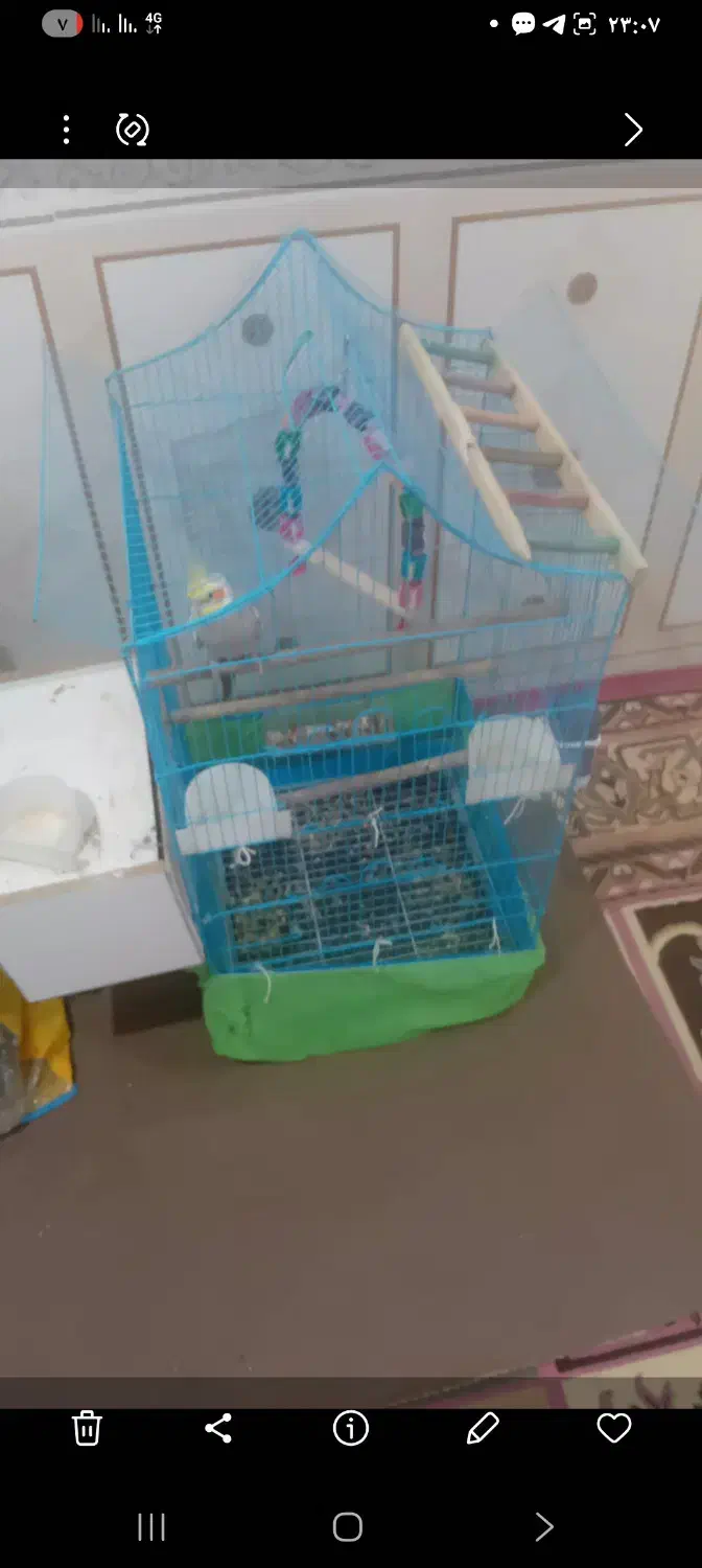 عروس هلندی|پرنده|امیدیه, |دیوار