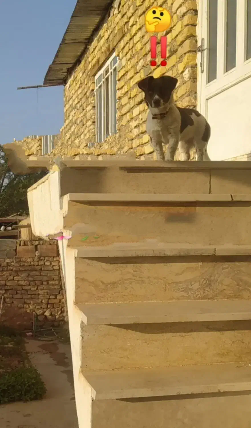 واگذاری سگ|سگ|گنبد کاووس, |دیوار