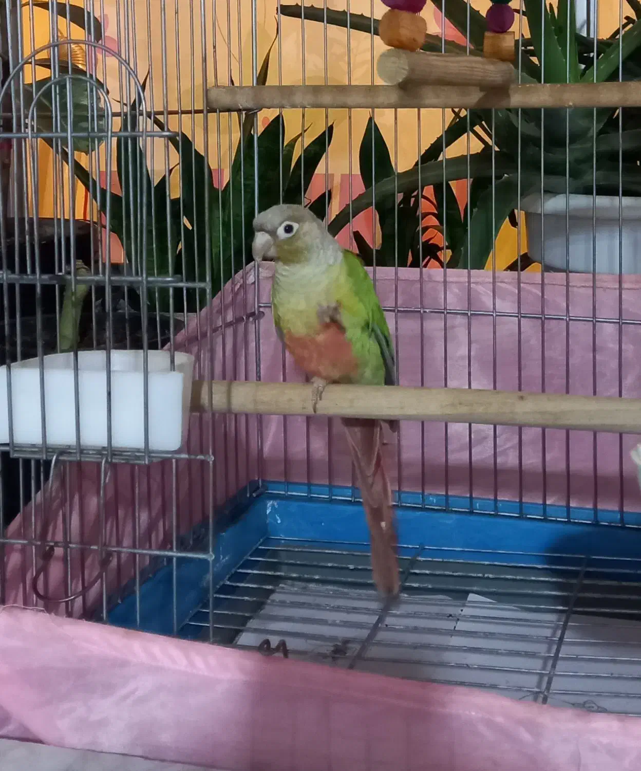 پرنده دستی|پرنده|تاکستان, |دیوار