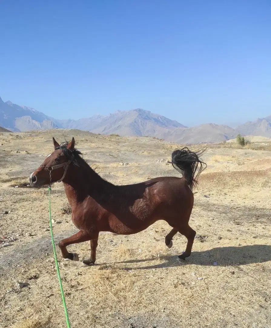 فروش‌مادیان|اسب و تجهیزات اسب‌سواری|صحنه, |دیوار