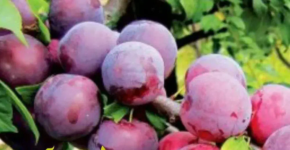 پیش فروش نهال آلو سانتروزا|خدمات باغبانی و درختکاری|بندر گز, |دیوار