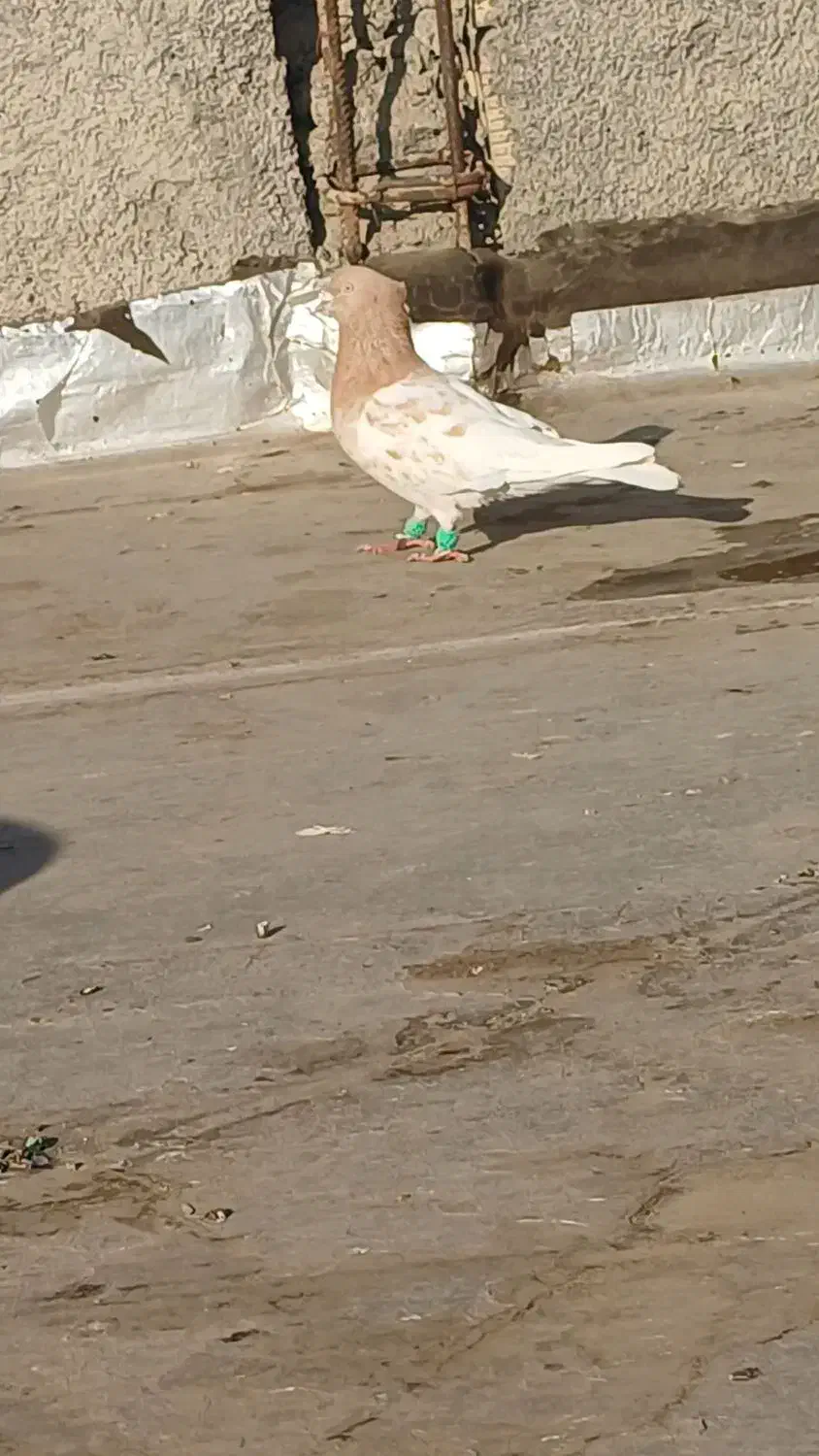 کله زرد|پرنده|لنجان, |دیوار