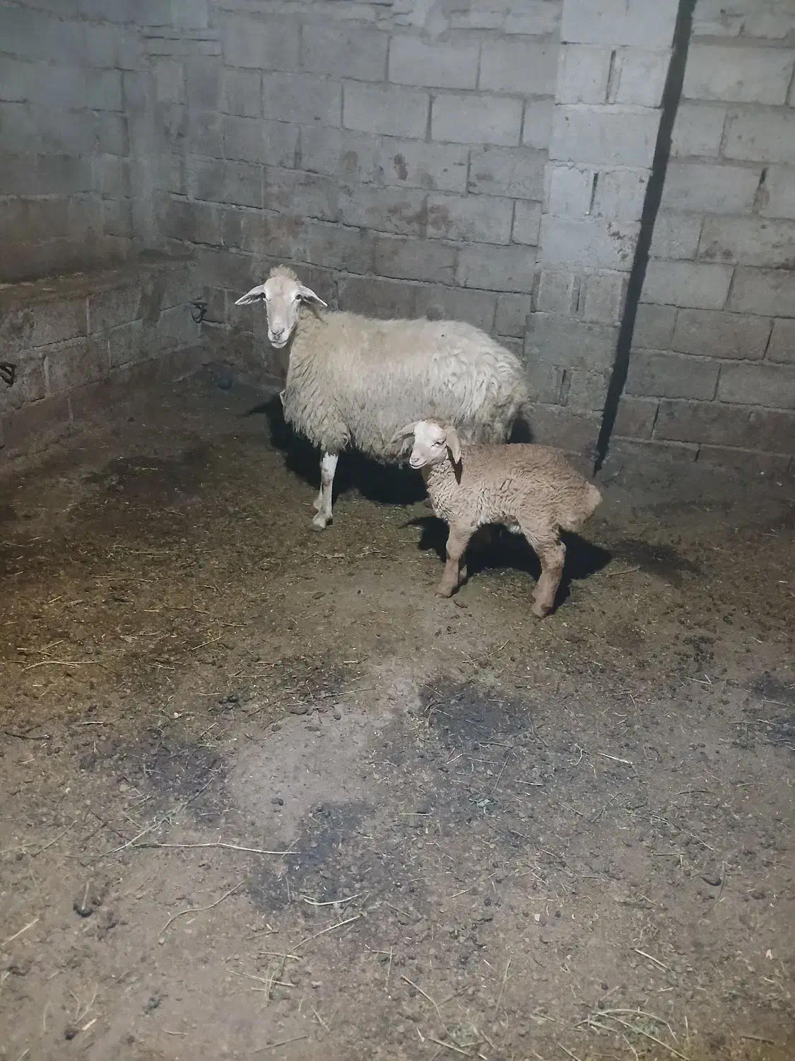 گوسفند بره دار|حیوانات مزرعه|قصابه, |دیوار