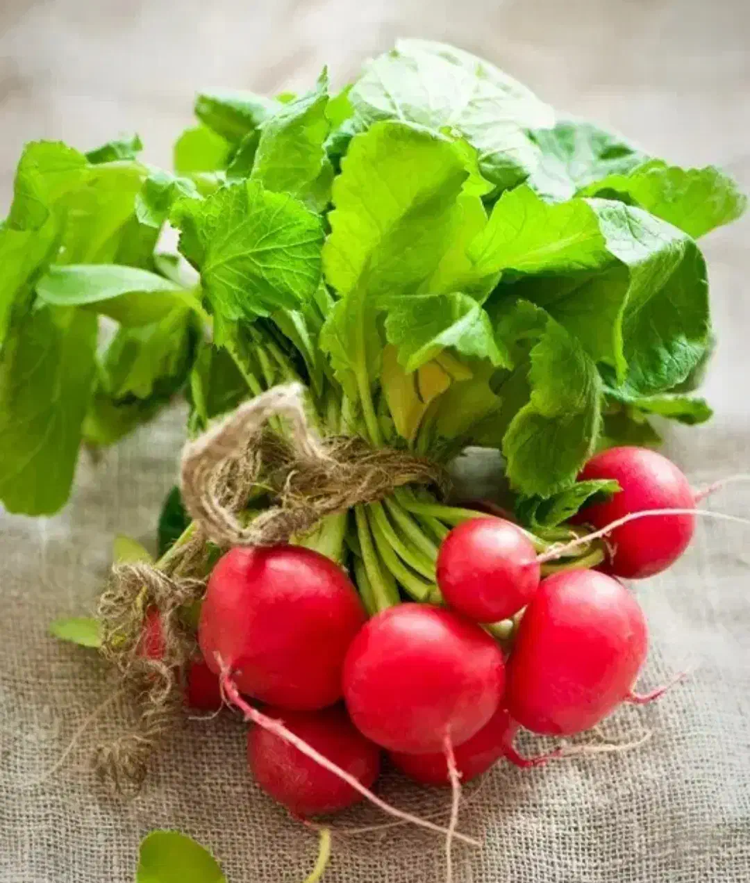 تر ترب وتربچه|خوردنی و آشامیدنی|صومعه‌سرا, |دیوار