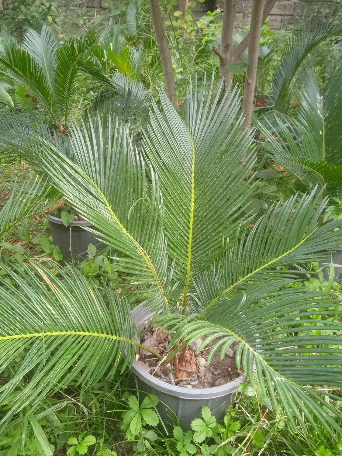 فروش ویژه سیکاس ریشه پر بسیار زیبا|گل و گیاه طبیعی|رامسر, |دیوار