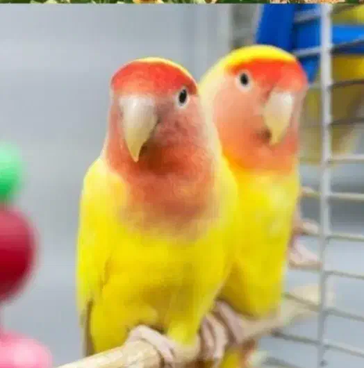 پرنده گمشده|حیوانات|کاشان, کارگر|دیوار