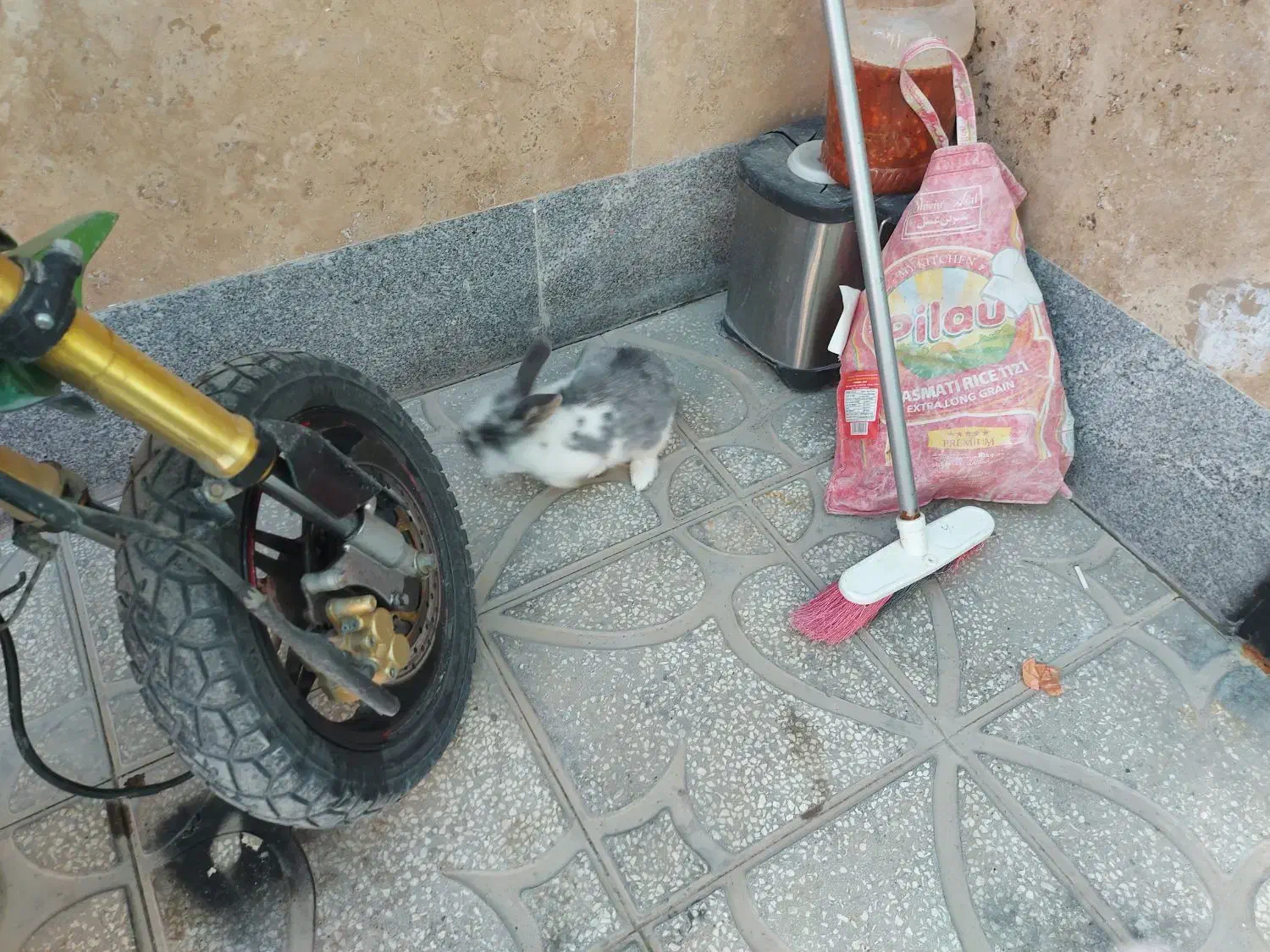 خرگوش نر|موش و خرگوش|اسفراین, |دیوار