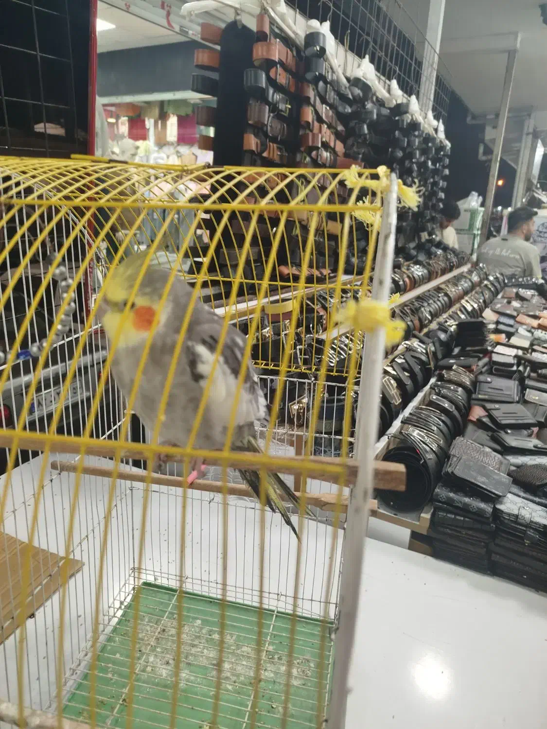 عروس هلندی نر|پرنده|آستارا, |دیوار