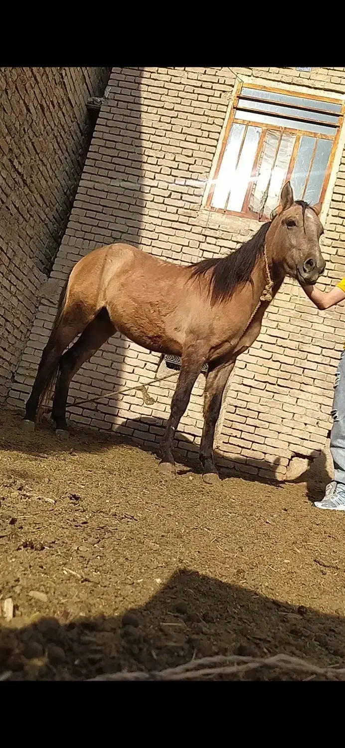 کره اسب|اسب و تجهیزات اسبسواری|قوچان, |دیوار