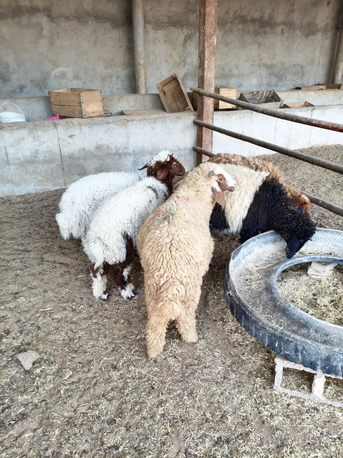 5عدد بره یا گوسفند 3تا نر ، 2تا ماده درجه یک|حیوانات مزرعه|اهواز, منازل کارون|دیوار