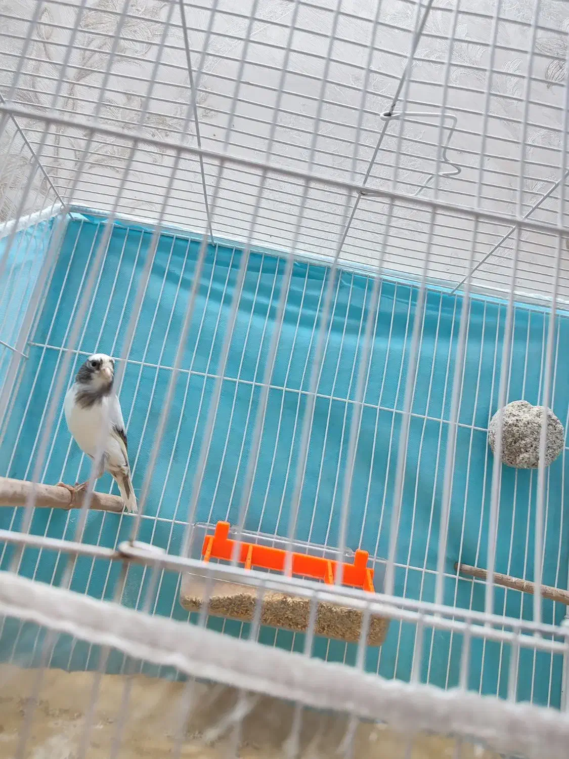 قناری نر|پرنده|مشهد, کاظم آباد پنجشنبه|دیوار