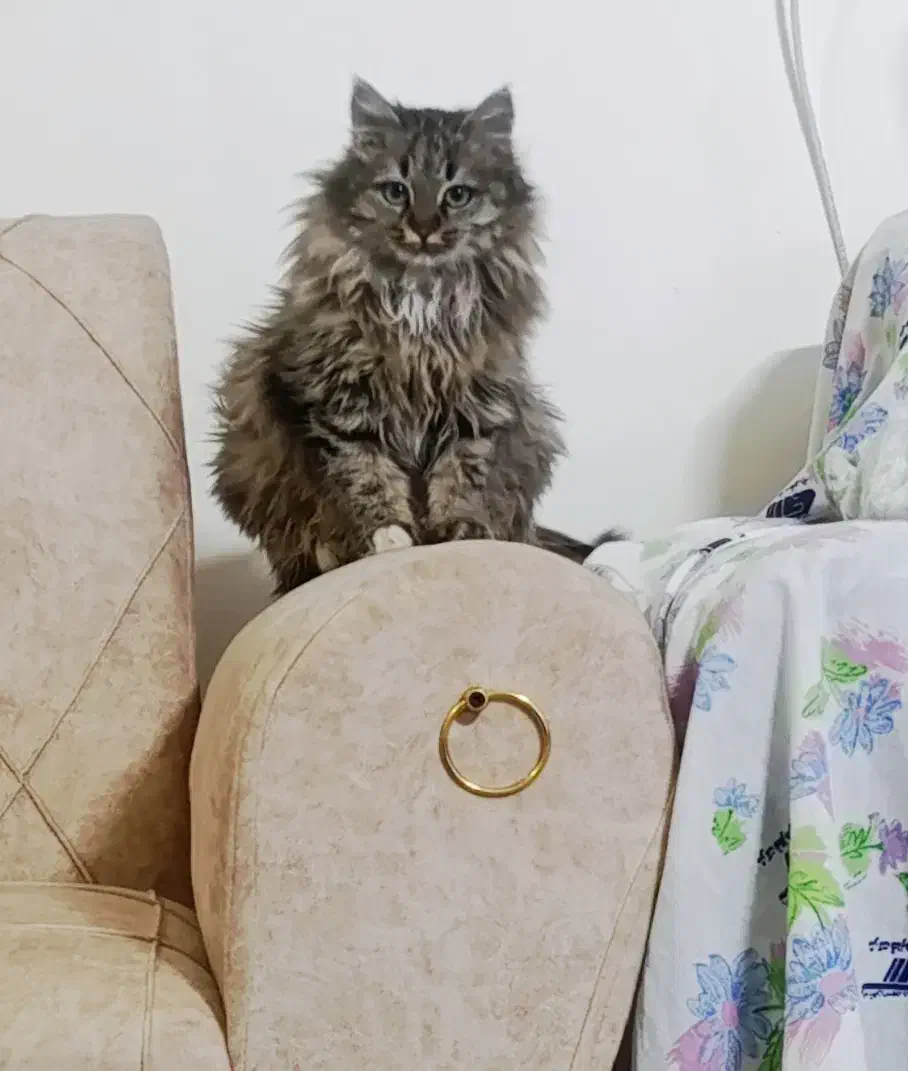 گربه پرشین|گربه|مشهد, مهدی آباد (بلوار توس)|دیوار