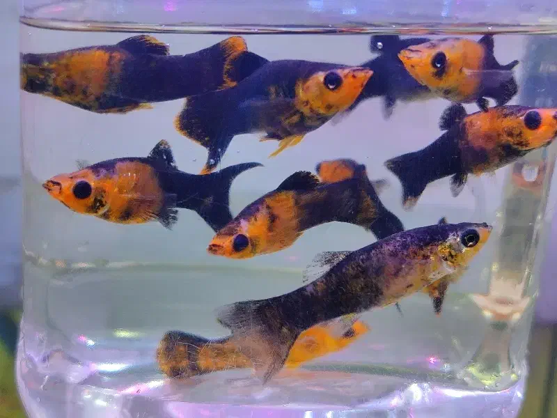 انواع ماهی زینتی|ماهی|مشهد, حسابی جنوبی (شهرک غرب)|دیوار