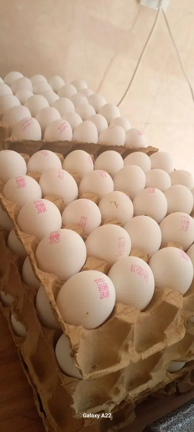 پخش تخم مرغ|خوردنی و آشامیدنی|مشهد, امام رضا (ع)|دیوار