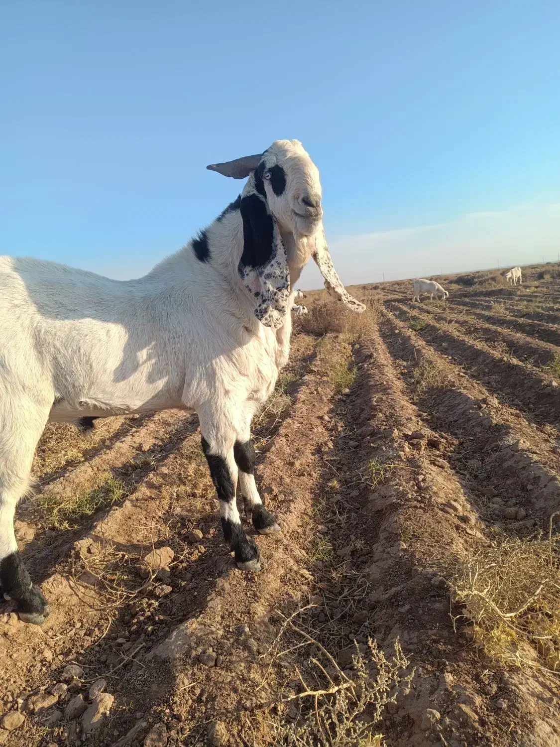 نربز پاکستانی|حیوانات مزرعه|تربت جام, حافظ|دیوار