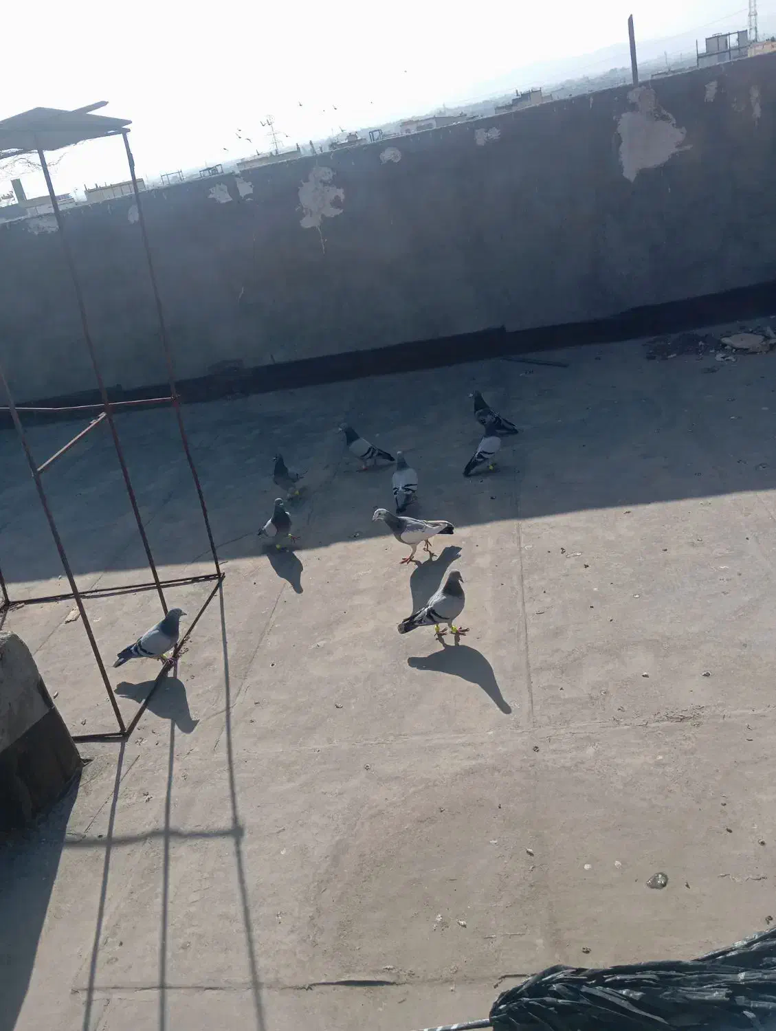 سبز و پولکی|پرنده|مشهد, شیرحصار|دیوار