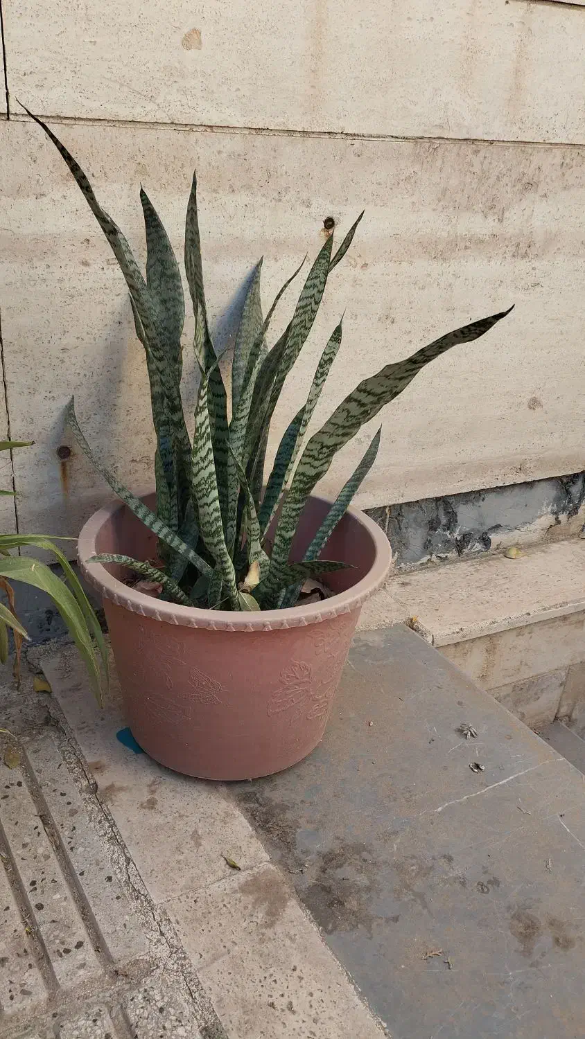 گل فقط ۷۰ تومان|گل و گیاه طبیعی|سبزوار, فیاض|دیوار