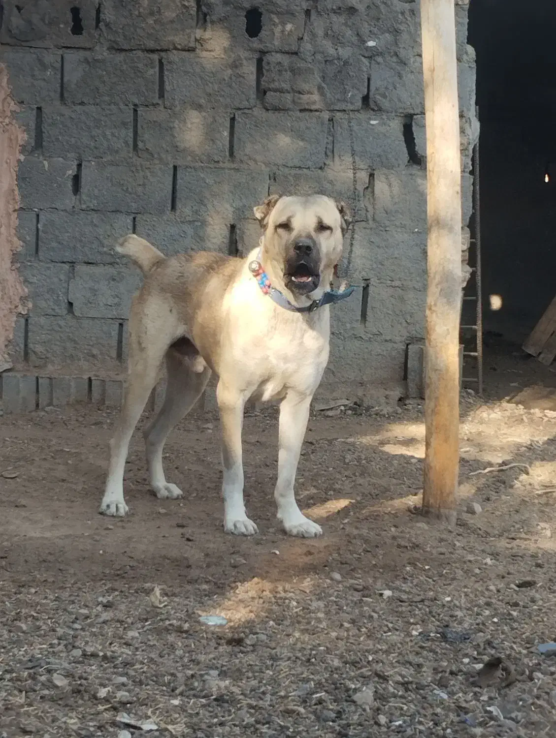 حیوان میکس سراب و پیتبول خوشتیب حرص رو هزار|سگ|تربتحیدریه, بالا ولایت|دیوار