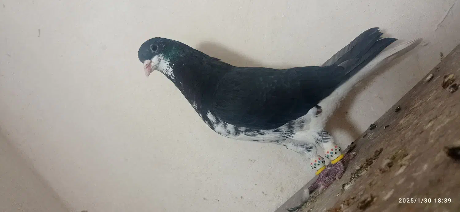 نروماده شهری گلدار|پرنده|ارژن, |دیوار