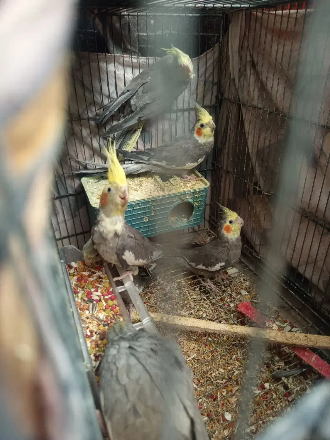 عروس هلندی|پرنده|ساوه, |دیوار