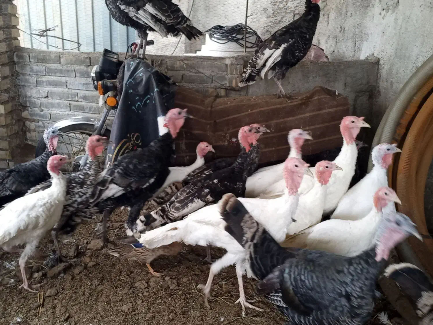 بوقلمون محلی وارگانیک|حیوانات مزرعه|سرخنکلاته, |دیوار