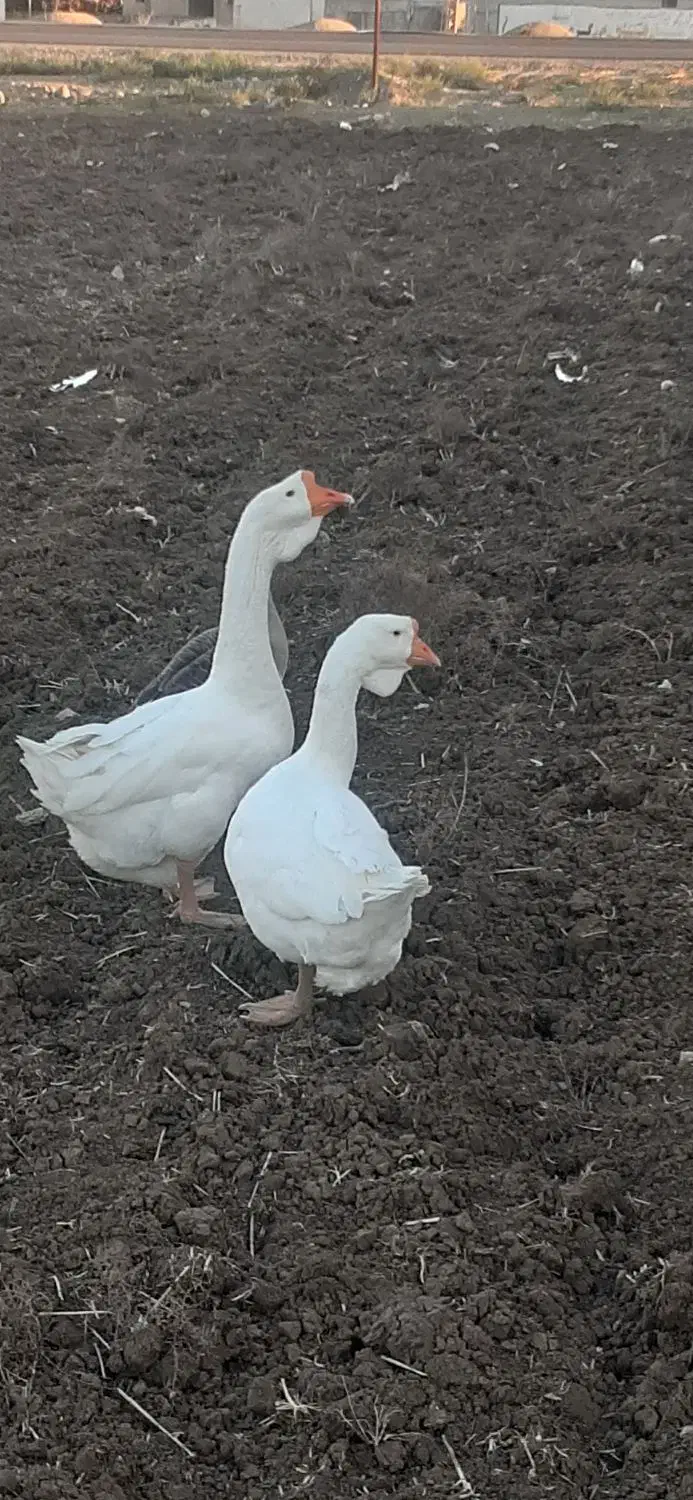 غازلیندا|حیوانات مزرعه|بیله سوار, |دیوار