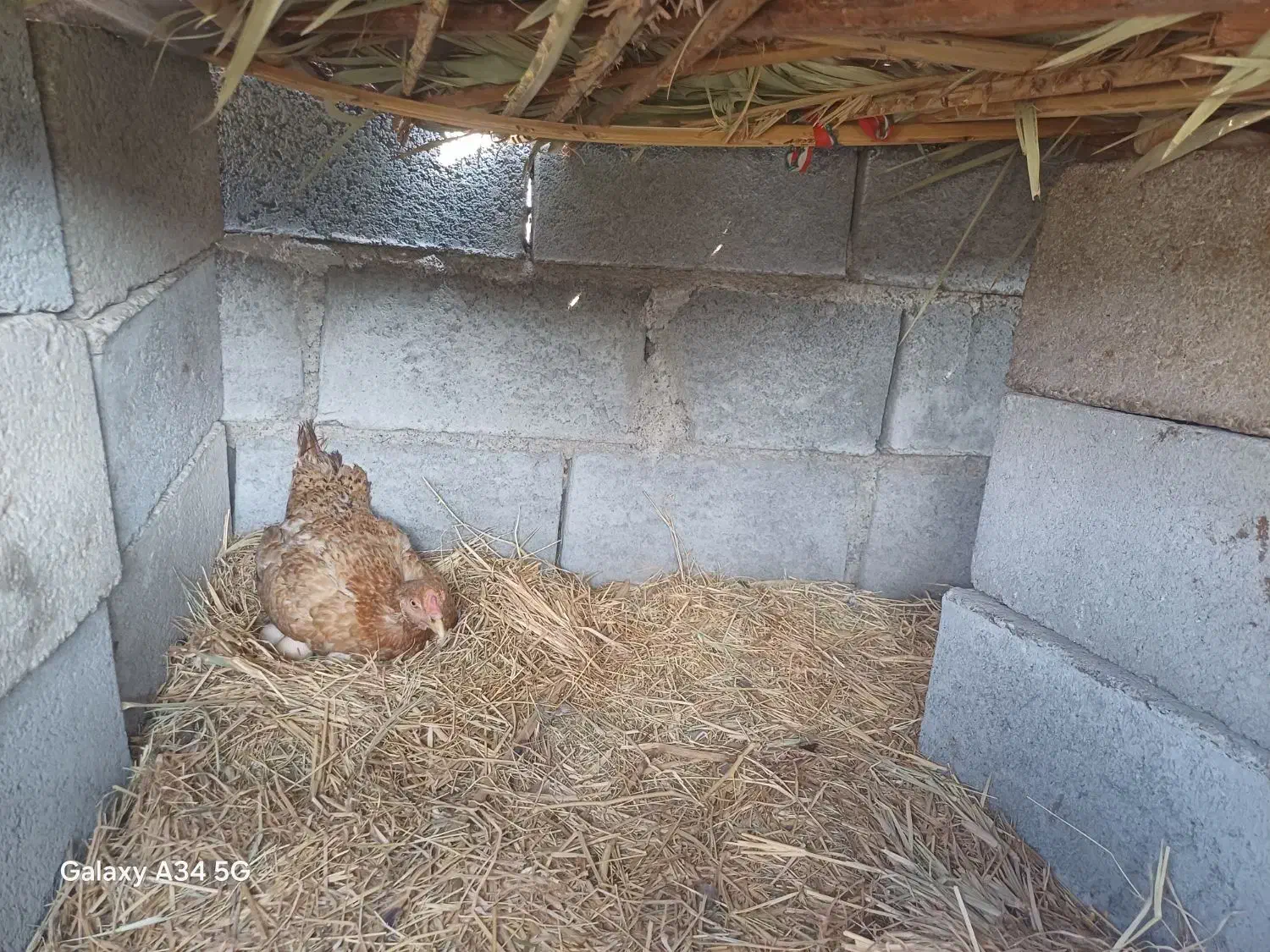 مرغ کرک با ۳۵تا تخم|حیوانات مزرعه|جغین, |دیوار