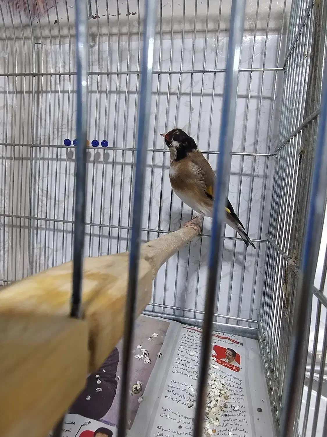 سهره جوجه قفس|پرنده|کرمانشاه, |دیوار